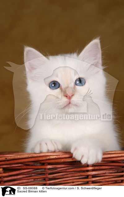 Heilige Birma Ktzchen / Sacred Birman kitten / SS-08088