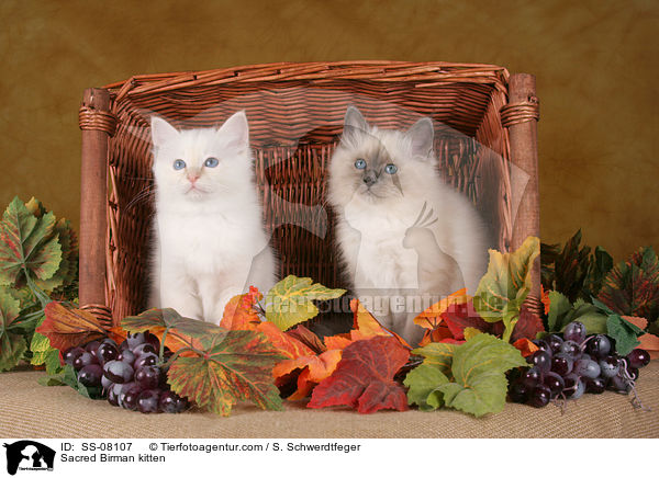 Heilige Birma Ktzchen / Sacred Birman kitten / SS-08107