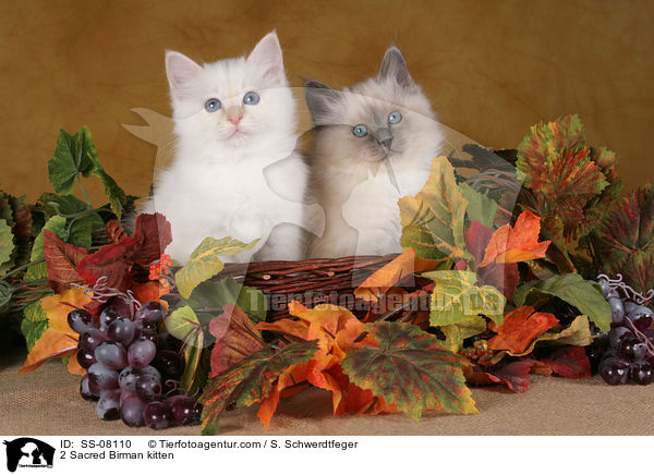 Heilige Birma Ktzchen / Sacred Birman kitten / SS-08110
