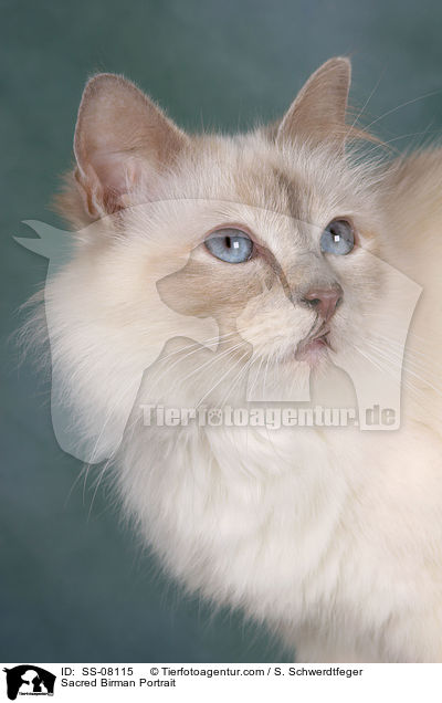 Heilige Birma Portrait / Sacred Birman Portrait / SS-08115