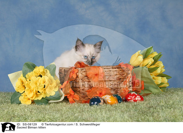Heilige Birma Ktzchen / Sacred Birman kitten / SS-08129