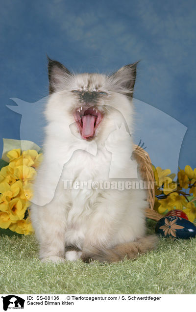 Heilige Birma Ktzchen / Sacred Birman kitten / SS-08136