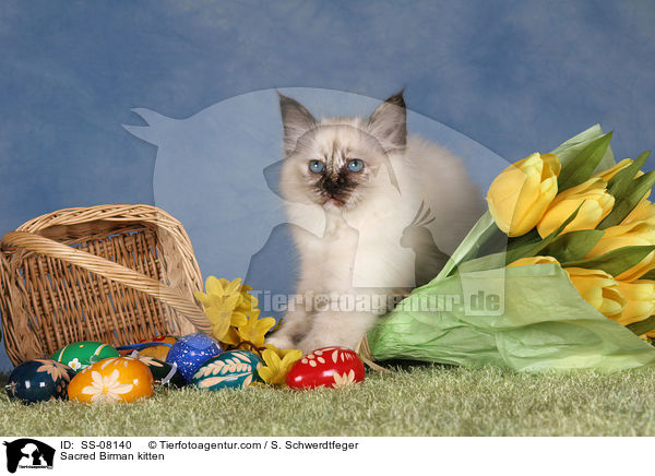 Heilige Birma Ktzchen / Sacred Birman kitten / SS-08140