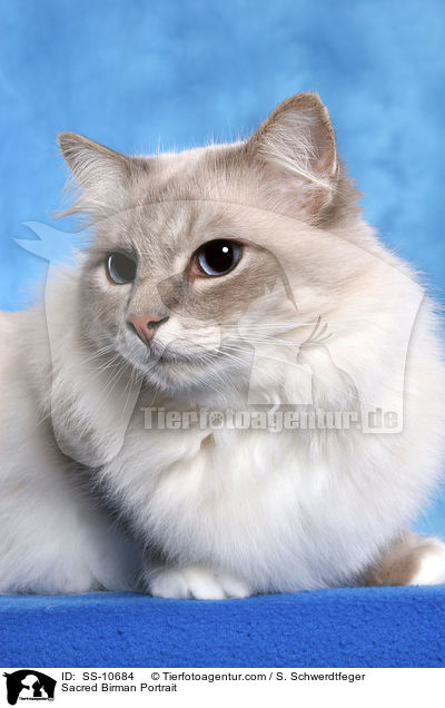 Heilige Birma Portrait / Sacred Birman Portrait / SS-10684