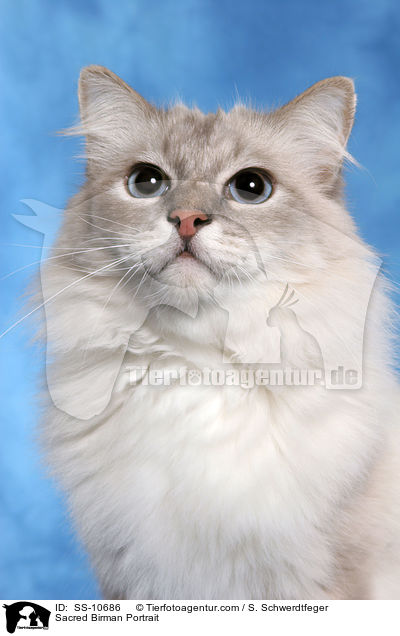 Heilige Birma Portrait / Sacred Birman Portrait / SS-10686