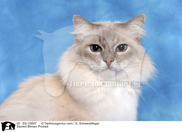 Heilige Birma Portrait / Sacred Birman Portrait / SS-10687