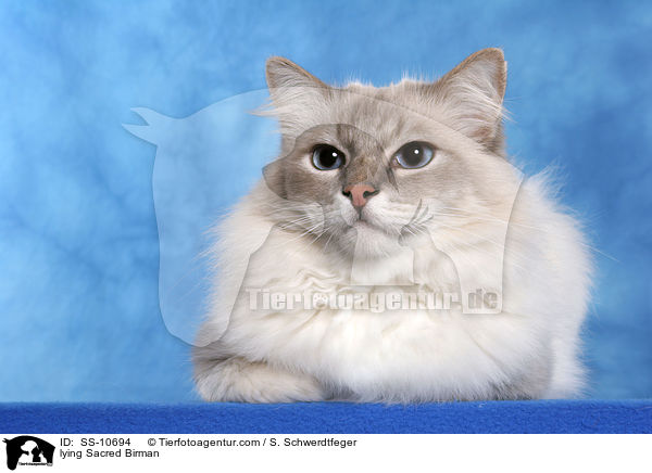 liegende Heilige Birma / lying Sacred Birman / SS-10694