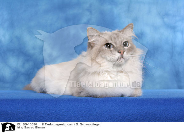 liegende Heilige Birma / lying Sacred Birman / SS-10696