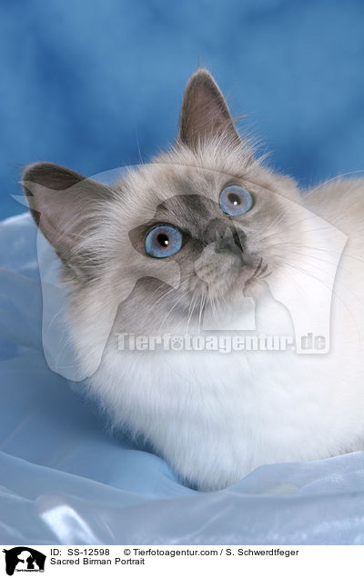 Heilige Birma Portrait / Sacred Birman Portrait / SS-12598