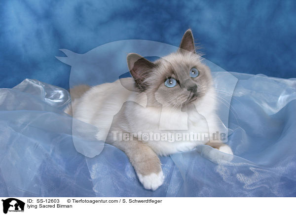 liegende Heilige Birma / lying Sacred Birman / SS-12603