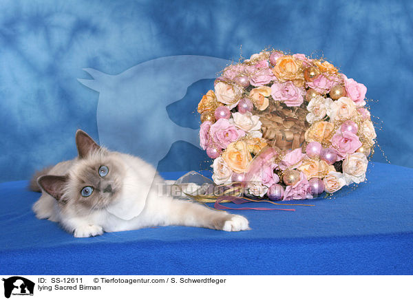 liegende Heilige Birma / lying Sacred Birman / SS-12611