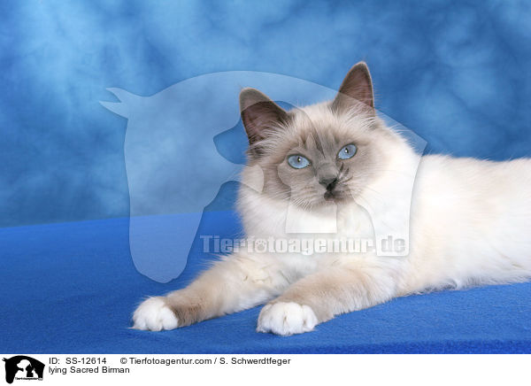 lying Sacred Birman / SS-12614