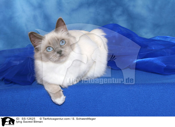 liegende Heilige Birma / lying Sacred Birman / SS-12625