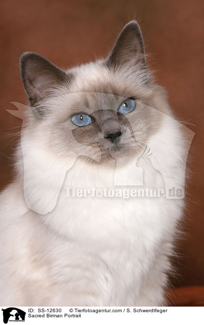 Sacred Birman Portrait / SS-12630
