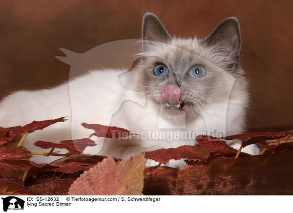 liegende Heilige Birma / lying Sacred Birman / SS-12632