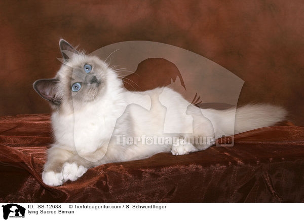 liegende Heilige Birma / lying Sacred Birman / SS-12638