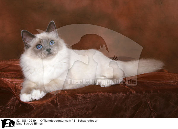 liegende Heilige Birma / lying Sacred Birman / SS-12639