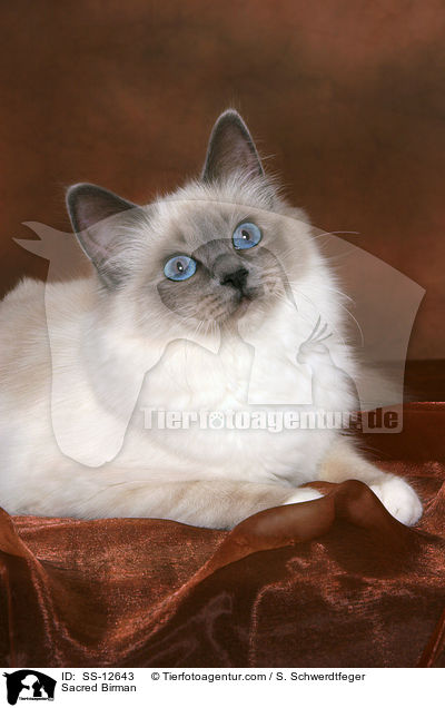 Sacred Birman / SS-12643