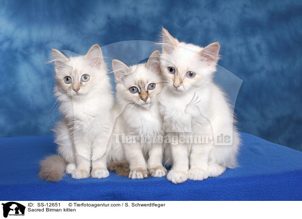 Heilige Birma Ktzchen / Sacred Birman kitten / SS-12651