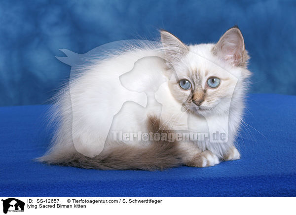 liegendes Heilige Birma Ktzchen / lying Sacred Birman kitten / SS-12657