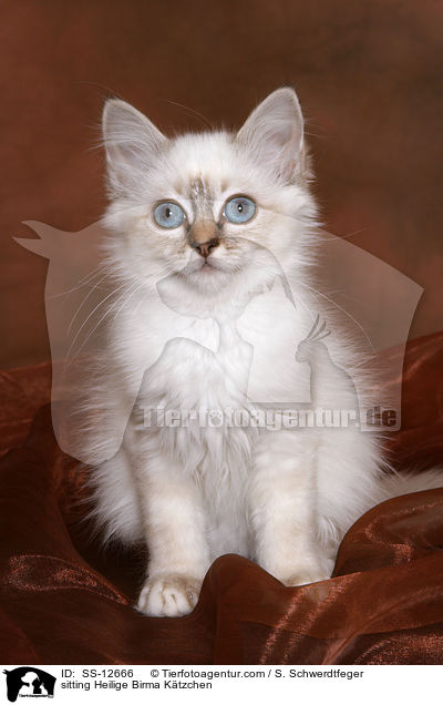 sitzendes Heilige Birma Ktzchen / sitting Heilige Birma Ktzchen / SS-12666