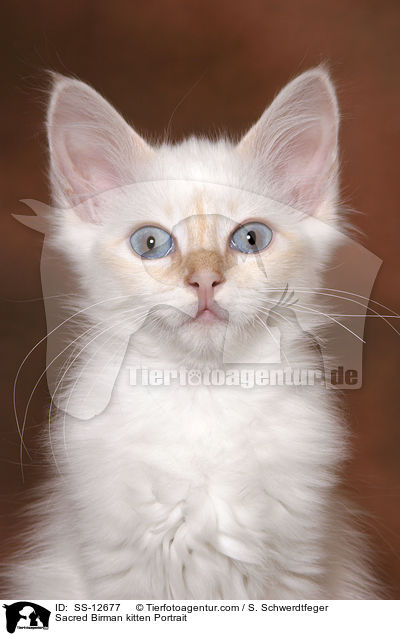 Heilige Birma Ktzchen Portrait / Sacred Birman kitten Portrait / SS-12677