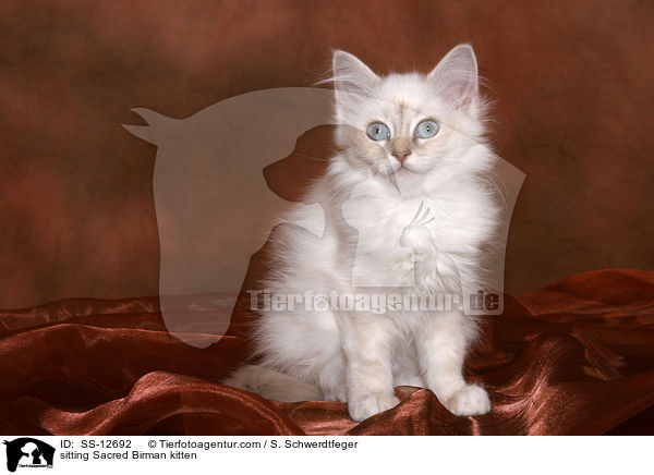 sitzendes Heilige Birma Ktzchen / sitting Sacred Birman kitten / SS-12692