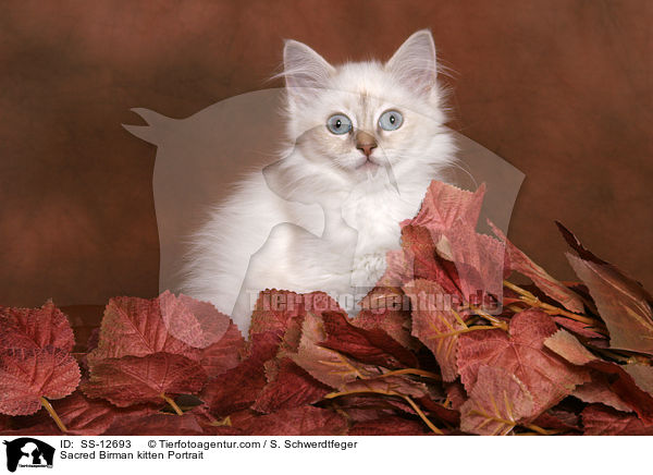 Heilige Birma Ktzchen Portrait / Sacred Birman kitten Portrait / SS-12693