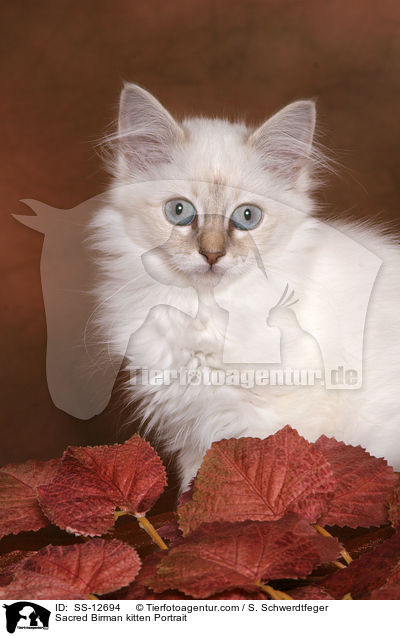 Heilige Birma Ktzchen Portrait / Sacred Birman kitten Portrait / SS-12694