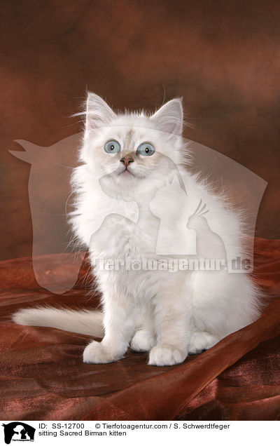 sitzendes Heilige Birma Ktzchen / sitting Sacred Birman kitten / SS-12700