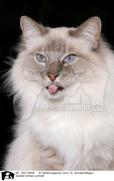 Heilige Birma Portrait / sacred birman portrait / SS-15949