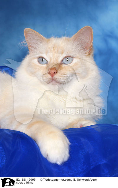 Heilige Birma / sacred birman / SS-15965