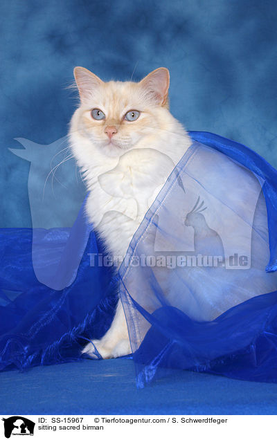 sitzende Heilige Birma / sitting sacred birman / SS-15967