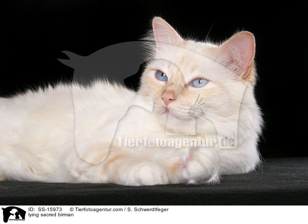 lying sacred birman / SS-15973