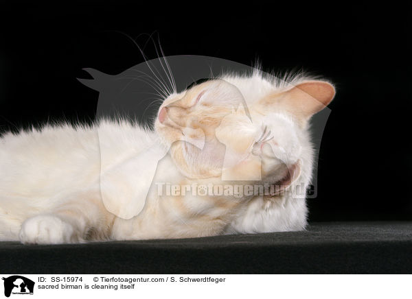 sich putzende Heilige Birma / sacred birman is cleaning itself / SS-15974
