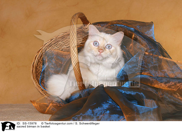 sacred birman in basket / SS-15978