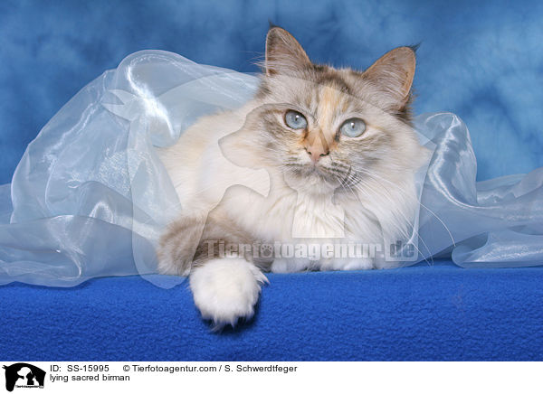 liegende Heilige Birma / lying sacred birman / SS-15995
