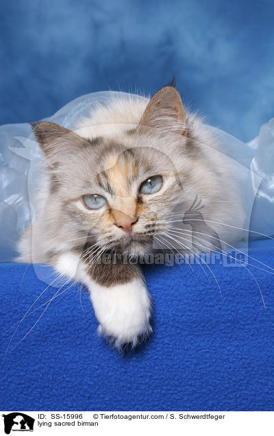 liegende Heilige Birma / lying sacred birman / SS-15996