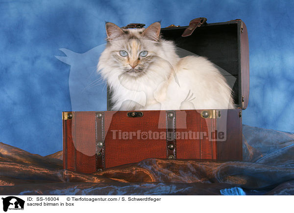 Heilige Birma in Truhe / sacred birman in box / SS-16004