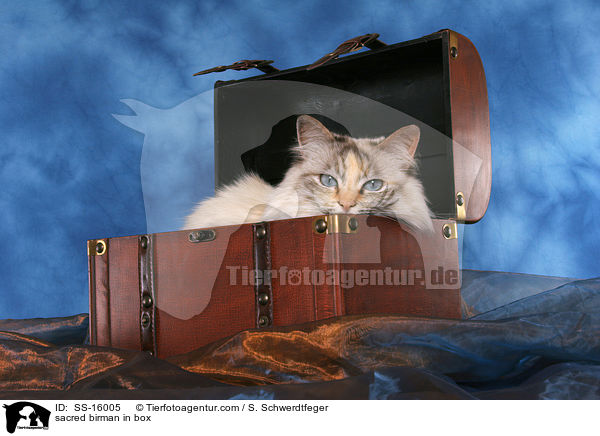 Heilige Birma in Truhe / sacred birman in box / SS-16005