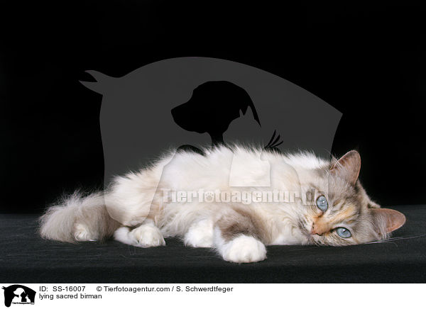 liegende Heilige Birma / lying sacred birman / SS-16007
