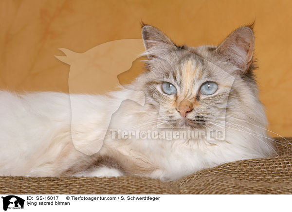 liegende Heilige Birma / lying sacred birman / SS-16017