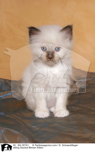 sitting Sacred Birman Kitten / SS-16741