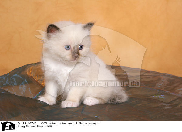 sitting Sacred Birman Kitten / SS-16742