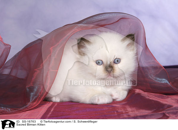 Heilige Birma Ktzchen / Sacred Birman Kitten / SS-16763