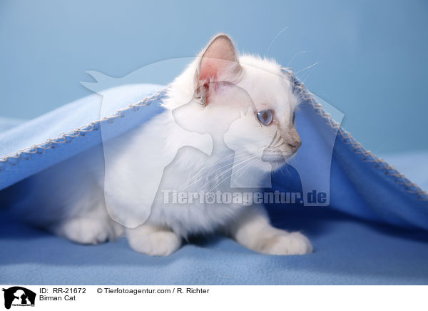Heilige Birma / Birman Cat / RR-21672