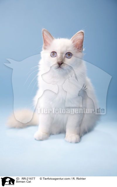 Heilige Birma / Birman Cat / RR-21677