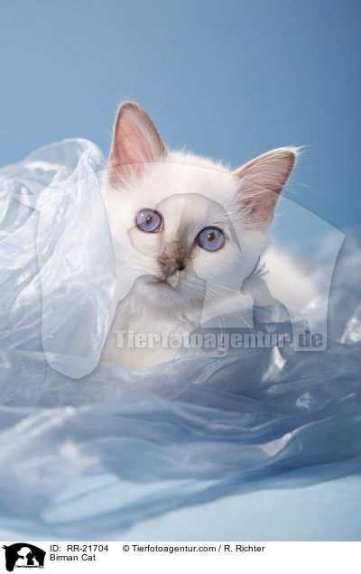 Heilige Birma / Birman Cat / RR-21704