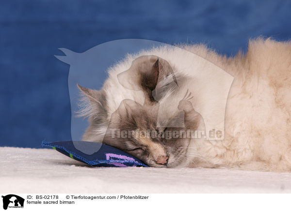 female sacred birman / BS-02178