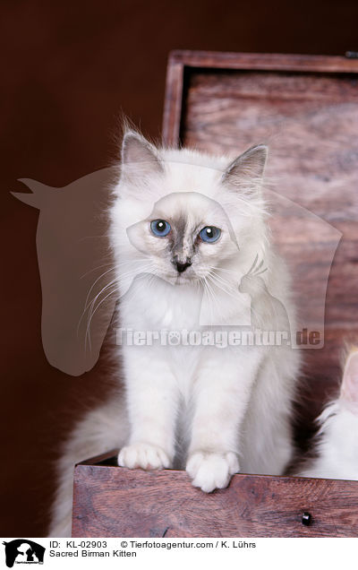 Heilige Birma Ktzchen / Sacred Birman Kitten / KL-02903